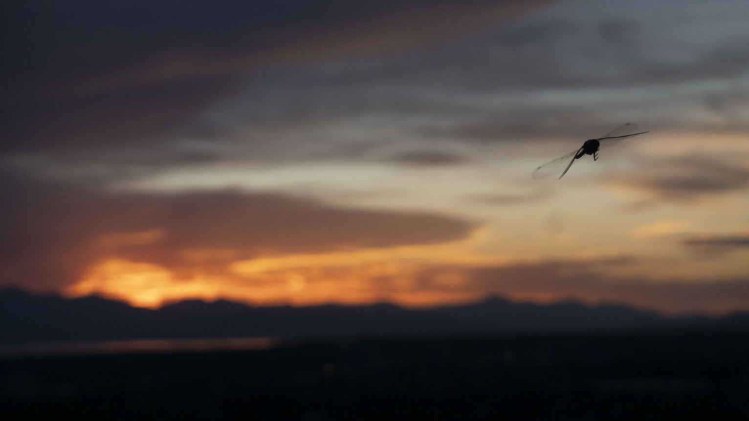 A dragonfly flying directly toward the viewer silhouetted by sunset clouds